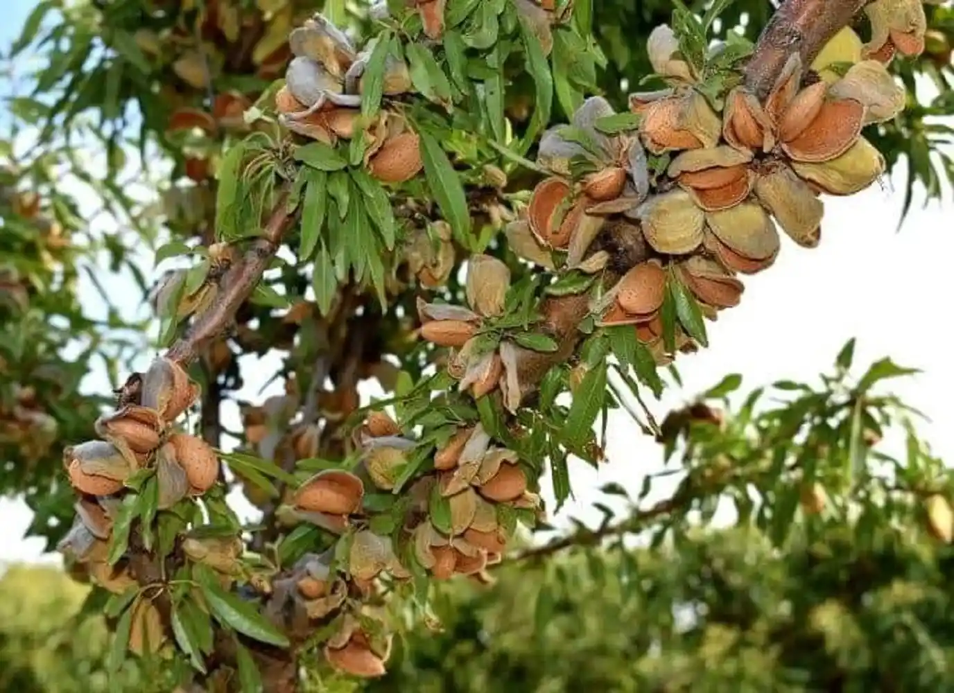 Roasted Afghan almonds